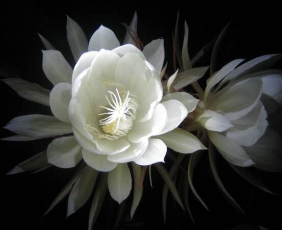 曇花怎麼澆水，不同季節不同澆水量(見幹見