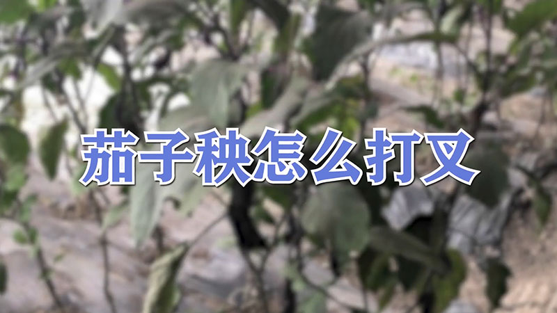 茄子秧怎麼打叉