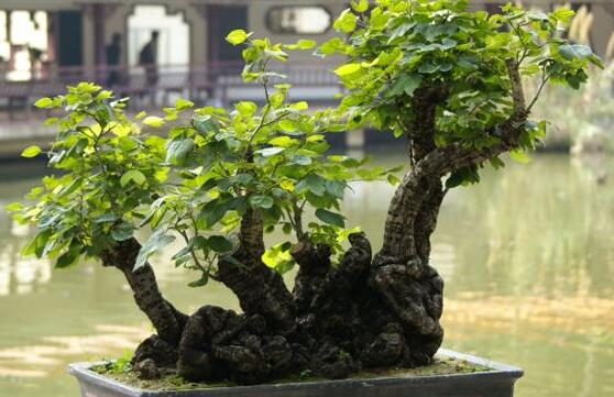 榕樹怎麼養，榕樹養殖方法和注意事項
