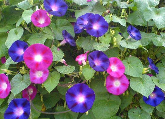 牽牛花有毒嗎，牽牛花適合在室內養嗎