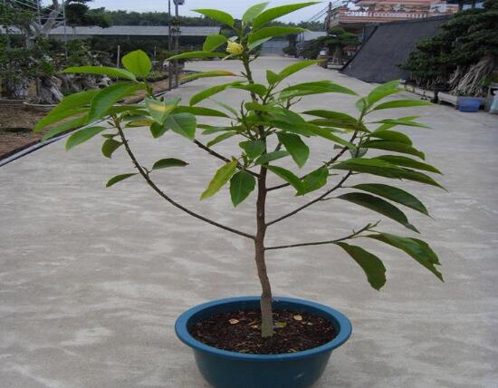 白蘭花怎麼養殖，白蘭花的養殖方法及注意事項