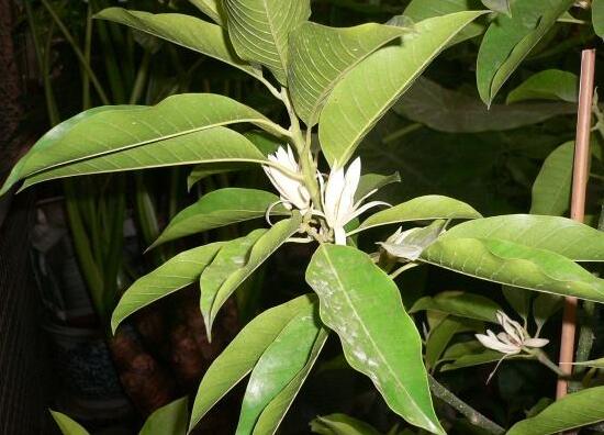 白蘭花怎麼養殖，白蘭花的養殖方法及注意事項