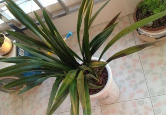 蘭花葉子發黃怎麼辦，4種原因及辦法教你挽救葉子發黃