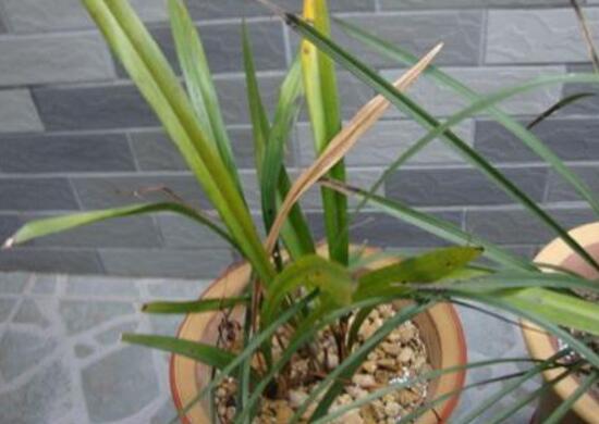 蘭花葉子發黃怎麼辦，4種原因及辦法教你挽救葉子發黃