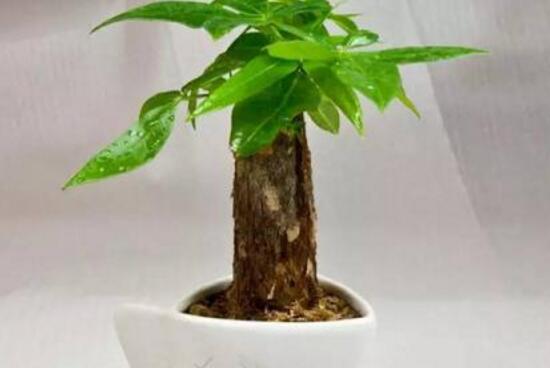 發財樹爛根怎麼補救，發財樹爛根後重新生根