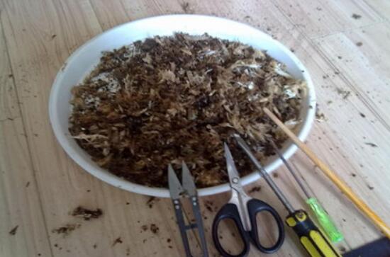 發財樹爛根怎麼補救，發財樹爛根後重新生根