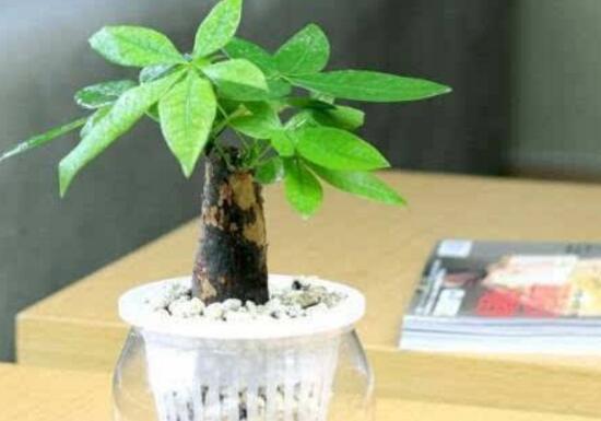 發財樹爛根怎麼補救，發財樹爛根後重新生根