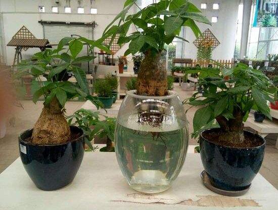 發財樹能水培嗎，教你快速學會發財樹水培方法