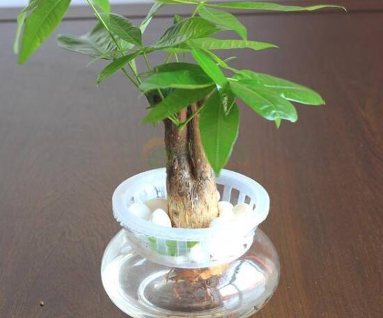發財樹能水培嗎，教你快速學會發財樹水培方法