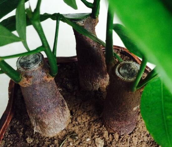 小發財樹為什麼要砍頭，發財樹鋸掉後如何發芽