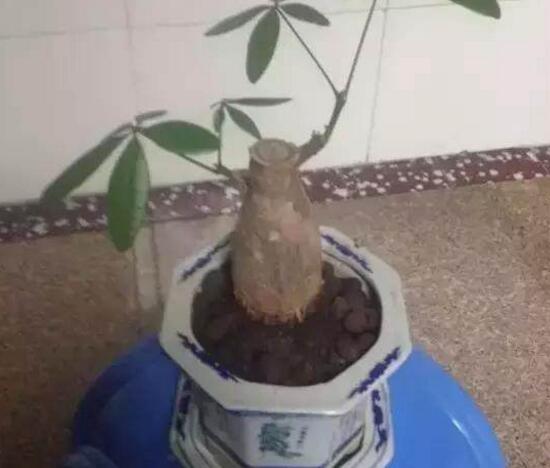小發財樹為什麼要砍頭，發財樹鋸掉後如何發芽
