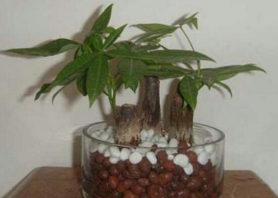 養發財樹有什麼好處，發財樹的功效與作用
