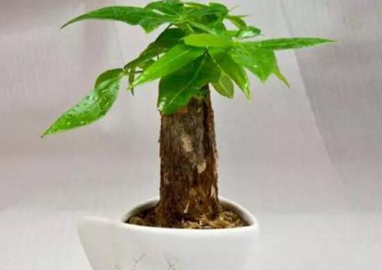 養發財樹有什麼好處，發財樹的功效與作用