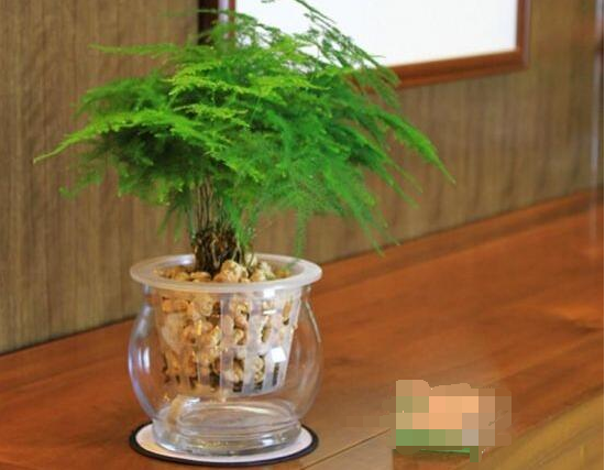 文竹的花語是什麼，文竹開花寓意什麼兆頭