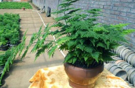 文竹的花語是什麼，文竹開花寓意什麼兆頭