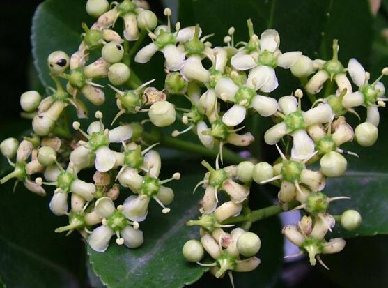 萬年青開花嗎，萬年青栽培三年開花