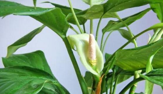 萬年青開花嗎，萬年青栽培三年開花