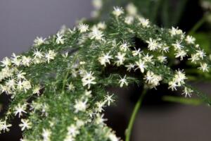<b>文竹會開花嗎，文竹開花有什麼兆頭/很難開花</b>