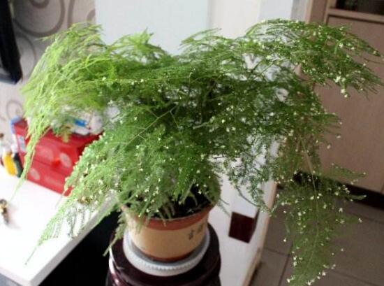 文竹有什麼作用與功效，文竹放在哪裏風水好