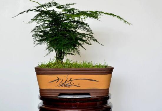 文竹有什麼作用與功效，文竹放在哪裏風水好