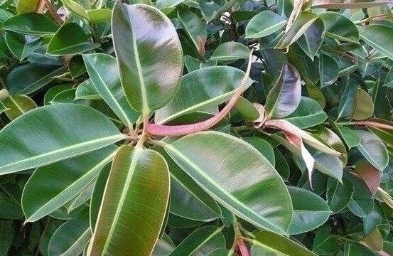 橡皮樹怎麼養，牢記七個步驟就可養好