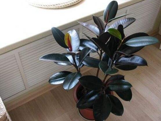 橡皮樹怎麼繁殖，橡皮樹繁殖方法