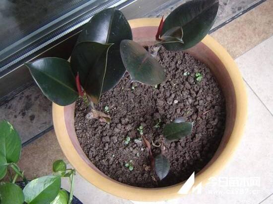 橡皮樹怎麼繁殖，橡皮樹繁殖方法