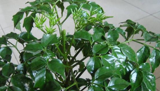 幸福樹怎麼澆水，不幹不澆、澆則必透的原則
