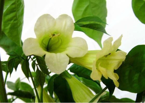幸福樹開花嗎,幸福樹開花的寓意