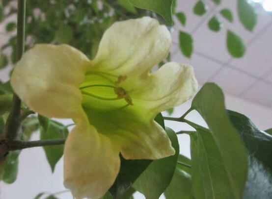幸福樹開花嗎,幸福樹開花的寓意