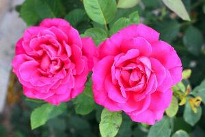 <b>月季花花期是什麼時候，月季花什麼時候開花</b>