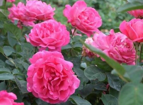 月季花花期是什麼時候，月季花什麼時候開花