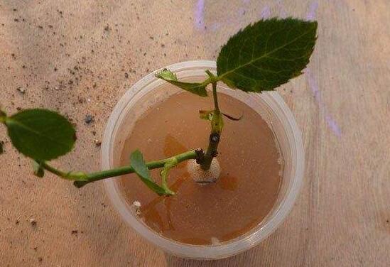 月季什麼時候扡插最好，月季花的扡插方法