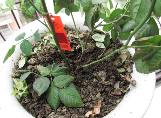 月季花葉子枯萎原因，月季花葉子枯萎了怎麼辦