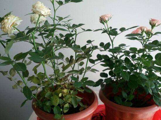 月季花葉子枯萎原因，月季花葉子枯萎了怎麼辦