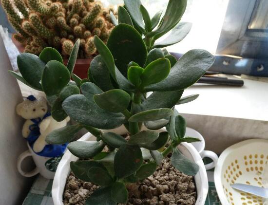 玉樹放在家裏吉祥嗎，玉樹的功效與作用