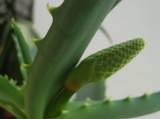 蘆薈開花嗎,蘆薈養殖三年才開花