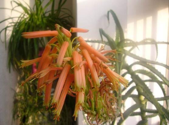 蘆薈開花嗎，蘆薈養殖三年才開花