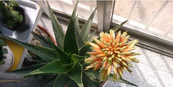蘆薈開花嗎，蘆薈養殖三年才開花