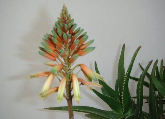 蘆薈開花嗎，蘆薈養殖三年才開花