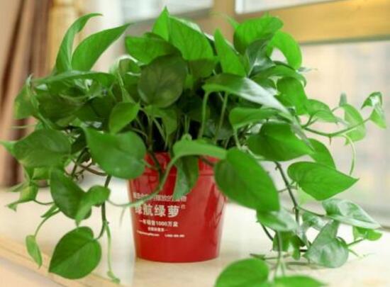 綠蘿怎麼養長得快茂密，綠蘿的養殖方法