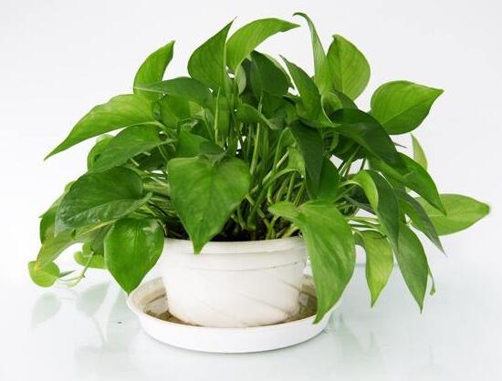 綠蘿有什麼寓意，綠蘿的花語是什麼/堅韌善良