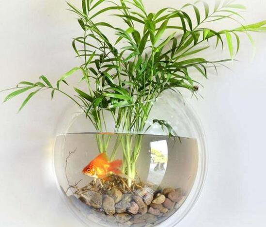 水培綠蘿可以養魚嗎，綠蘿怎麼水培方法圖解
