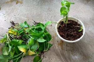 綠蘿爛根是什麼原因，綠蘿爛根怎麼辦