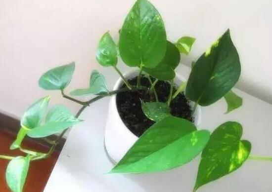綠蘿爛根是什麼原因，綠蘿爛根怎麼辦