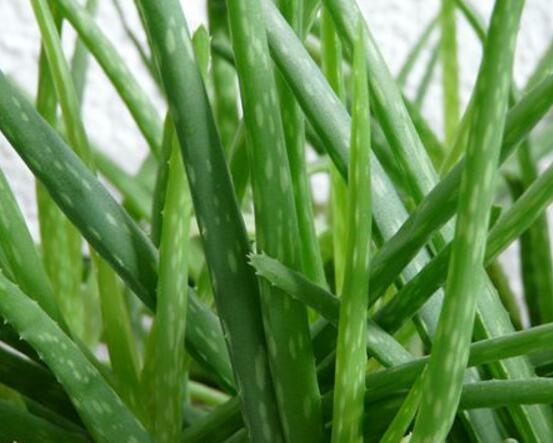 蘆薈的花語是什麼,蘆薈潔身自愛、不受幹擾