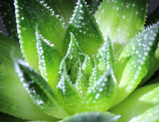 蘆薈的花語是什麼,蘆薈潔身自愛、不受幹擾
