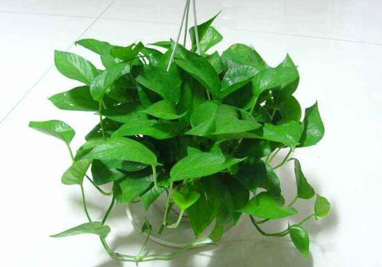 綠蘿需要什麼肥料,綠蘿用什麼肥料長得快