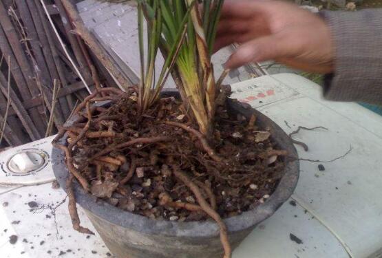 蘭花爛根怎麼辦，蘭花爛根解決辦法