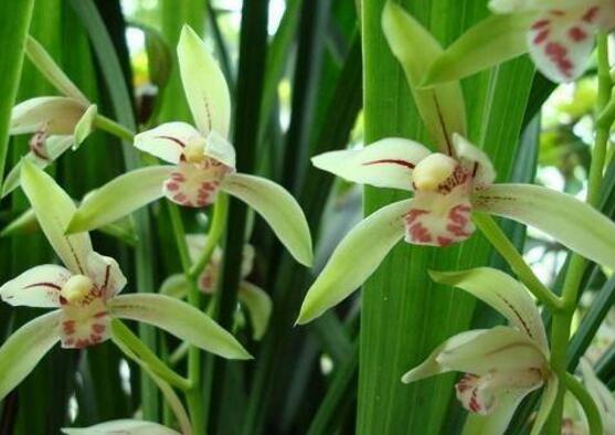 蘭花怎麼施肥，蘭花施肥方法